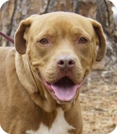 Labrador Retriever Mix Dog for Sale in Gainesville, Florida - Petra Labrador Retriever Mix Dog for Sale in Gainesville, Florida - Petra