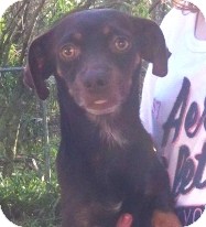 Dachshund Mix Dog for Sale in Orlando, Florida - Ethan Dachshund Mix Dog for Sale in Orlando, Florida - Ethan