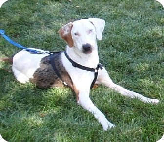 Treeing Walker Coonhound/Catahoula Leopard Dog Mix Dog for Sale in Schererville, Indiana - Charlie Treeing Walker Coonhound/Catahoula Leopard Dog Mix Dog for Sale in Schererville, Indiana - Charlie