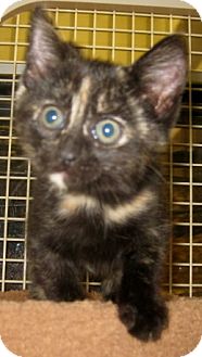 British Shorthair Kitten for Sale in Dallas area, Texas - Essex British Shorthair Kitten for Sale in Dallas area, Texas - Essex