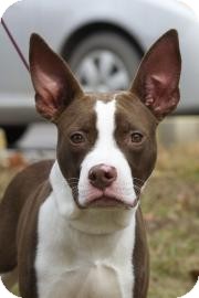 American Pit Bull Terrier Mix Dog for Sale in Gainesville, Florida - Rex American Pit Bull Terrier Mix Dog for Sale in Gainesville, Florida - Rex