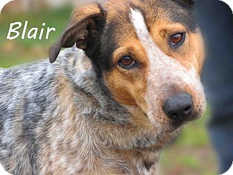 Australian Cattle Dog Mix Dog for Sale in Hamilton, Montana - Blair Australian Cattle Dog Mix Dog for Sale in Hamilton, Montana - Blair