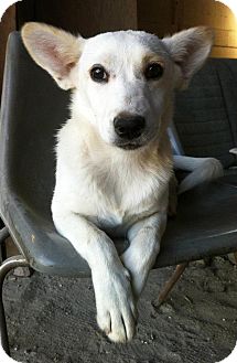 German Shepherd Dog Mix Puppy for Sale in Irvine, California - LOLITA German Shepherd Dog Mix Puppy for Sale in Irvine, California - LOLITA