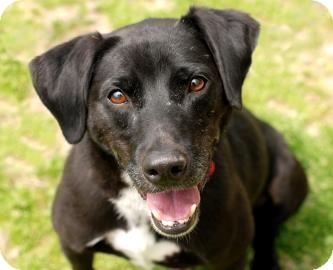 Labrador Retriever Mix Dog for Sale in Kettering, Ohio - Sebastian Labrador Retriever Mix Dog for Sale in Kettering, Ohio - Sebastian