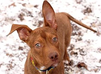 Pit Bull Terrier Mix Dog for Sale in Kettering, Ohio - Chef Pit Bull Terrier Mix Dog for Sale in Kettering, Ohio - Chef