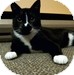 Domestic Shorthair Kitten for Sale in Vancouver, British Columbia - Benny Domestic Shorthair Kitten for Sale in Vancouver, British Columbia - Benny