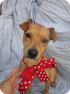 Chihuahua/Dachshund Mix Dog for Sale in San Diego, California - ALFRED Chihuahua/Dachshund Mix Dog for Sale in San Diego, California - ALFRED