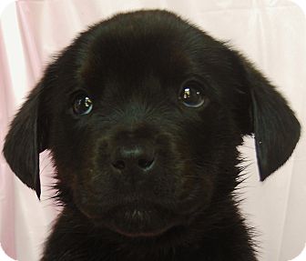 Labrador Retriever Mix Puppy for Sale in Thousand Oaks, California - Lovey Labrador Retriever Mix Puppy for Sale in Thousand Oaks, California - Lovey