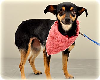 Chihuahua/Miniature Pinscher Mix Dog for Sale in Sparta, New Jersey - Pinky Chihuahua/Miniature Pinscher Mix Dog for Sale in Sparta, New Jersey - Pinky