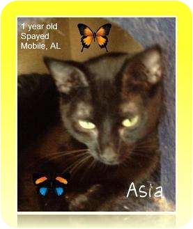 Domestic Shorthair Cat for Sale in Mobile, Alabama - Asia Domestic Shorthair Cat for Sale in Mobile, Alabama - Asia