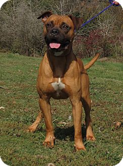 Boxer Dog for Sale in Glastonbury, Connecticut - Bogey~adopted~ Boxer Dog for Sale in Glastonbury, Connecticut - Bogey~adopted~