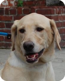 Labrador Retriever Dog for Sale in Brooklyn, New York - Diva Labrador Retriever Dog for Sale in Brooklyn, New York - Diva