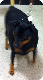 Miniature Pinscher Mix Dog for Sale in Loudonville, New York - Buster Miniature Pinscher Mix Dog for Sale in Loudonville, New York - Buster