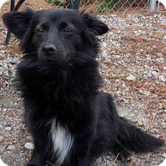 Schipperke/Papillon Mix Dog for Sale in Athens, Georgia - Lexy Schipperke/Papillon Mix Dog for Sale in Athens, Georgia - Lexy