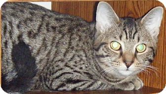 Domestic Shorthair Kitten for Sale in Kensington, Maryland - Richie Domestic Shorthair Kitten for Sale in Kensington, Maryland - Richie