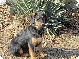 Shepherd (Unknown Type)/Hound (Unknown Type) Mix Puppy for Sale in Oakland, Arkansas - Hope Shepherd (Unknown Type)/Hound (Unknown Type) Mix Puppy for Sale in Oakland, Arkansas - Hope