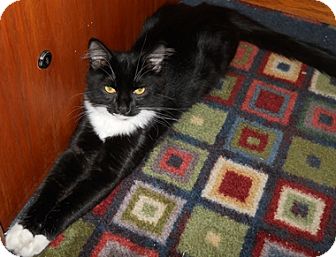 Domestic Mediumhair Cat for Sale in North Highlands, California - Chili Domestic Mediumhair Cat for Sale in North Highlands, California - Chili