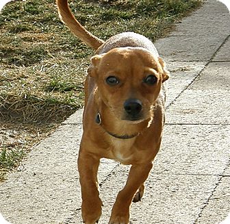 Chihuahua Mix Dog for Sale in Meridian, Idaho - JW Chihuahua Mix Dog for Sale in Meridian, Idaho - JW