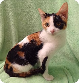 Domestic Shorthair Kitten for Sale in Bentonville, Arkansas - Cherie Domestic Shorthair Kitten for Sale in Bentonville, Arkansas - Cherie