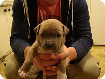 American Pit Bull Terrier Mix Puppy for Sale in Tulsa, Oklahoma - Un- Named Puppy American Pit Bull Terrier Mix Puppy for Sale in Tulsa, Oklahoma - Un- Named Puppy
