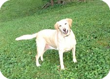 Labrador Retriever Dog for Sale in Sherman, Connecticut - Katie Labrador Retriever Dog for Sale in Sherman, Connecticut - Katie