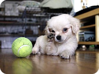 Pekingese/Chihuahua Mix Puppy for Sale in Los Angeles, California - JAY-Z Pekingese/Chihuahua Mix Puppy for Sale in Los Angeles, California - JAY-Z