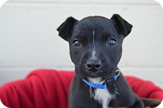 German Shepherd Dog/Labrador Retriever Mix Puppy for Sale in Glastonbury, Connecticut - Freddy~meet me!~ German Shepherd Dog/Labrador Retriever Mix Puppy for Sale in Glastonbury, Connecticut - Freddy~meet me!~