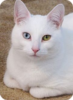 Domestic Shorthair Cat for Sale in Plainville, Massachusetts - Cosmo Domestic Shorthair Cat for Sale in Plainville, Massachusetts - Cosmo