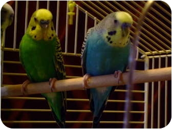 Budgie for Sale in Mantua, Ohio - CLYDE AND DALE Budgie for Sale in Mantua, Ohio - CLYDE AND DALE