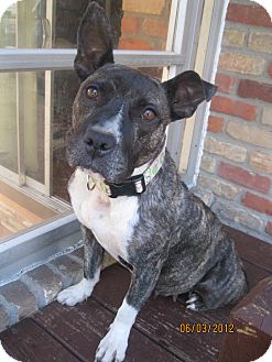 American Pit Bull Terrier/Terrier (Unknown Type, Medium) Mix Dog for Sale in Troy, Michigan - Kenzi American Pit Bull Terrier/Terrier (Unknown Type, Medium) Mix Dog for Sale in Troy, Michigan - Kenzi