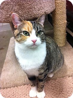 Domestic Shorthair Cat for Sale in Warminster, Pennsylvania - Happy Domestic Shorthair Cat for Sale in Warminster, Pennsylvania - Happy