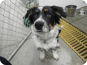 Australian Shepherd/Border Collie Mix Dog for Sale in Buffalo, Wyoming - Trooper Australian Shepherd/Border Collie Mix Dog for Sale in Buffalo, Wyoming - Trooper
