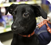 Terrier (Unknown Type, Small) Mix Dog for Sale in Loudonville, New York - Bella Terrier (Unknown Type, Small) Mix Dog for Sale in Loudonville, New York - Bella