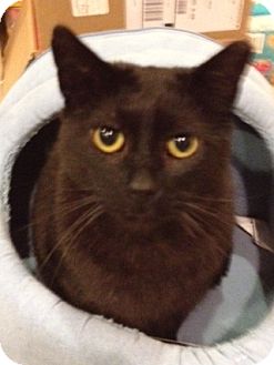 Domestic Shorthair Cat for Sale in Grand Rapids, Michigan - Chewy Domestic Shorthair Cat for Sale in Grand Rapids, Michigan - Chewy