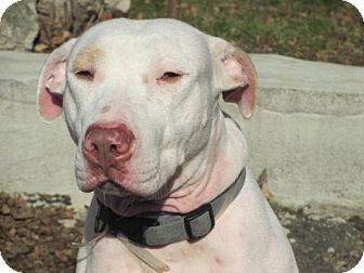 American Staffordshire Terrier/Labrador Retriever Mix Dog for Sale in New York, New York - Belinda American Staffordshire Terrier/Labrador Retriever Mix Dog for Sale in New York, New York - Belinda