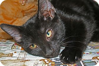 Domestic Shorthair Kitten for Sale in Walkersville, Maryland - Slash Domestic Shorthair Kitten for Sale in Walkersville, Maryland - Slash