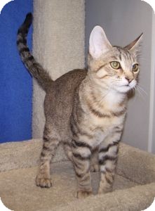 Domestic Shorthair Cat for Sale in Colorado Springs, Colorado - K-Hart4-Alfred Domestic Shorthair Cat for Sale in Colorado Springs, Colorado - K-Hart4-Alfred
