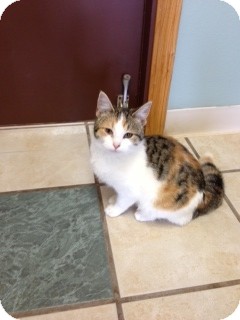 Domestic Shorthair Cat for Sale in Chippewa Falls, Wisconsin - Neveah Domestic Shorthair Cat for Sale in Chippewa Falls, Wisconsin - Neveah