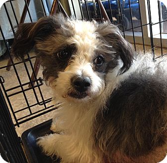 Terrier (Unknown Type, Small) Mix Dog for Sale in Chandler, Arizona - Benji Terrier (Unknown Type, Small) Mix Dog for Sale in Chandler, Arizona - Benji