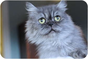 Persian Cat for Sale in Columbus, Ohio - Miss Sterling Persian Cat for Sale in Columbus, Ohio - Miss Sterling