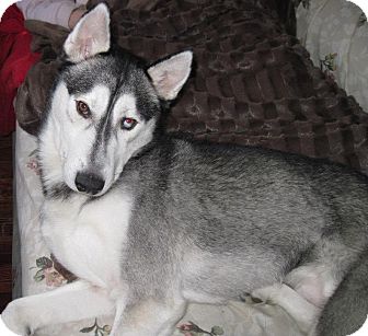 Husky Dog for Sale in Carey, Ohio - LUKA Husky Dog for Sale in Carey, Ohio - LUKA