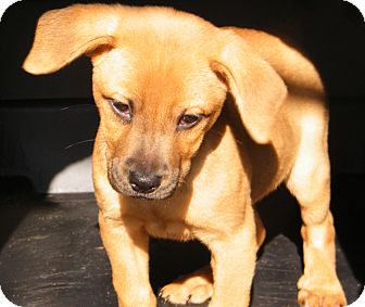 Shepherd (Unknown Type)/Labrador Retriever Mix Puppy for Sale in cumberland, Rhode Island - Teddy Shepherd (Unknown Type)/Labrador Retriever Mix Puppy for Sale in cumberland, Rhode Island - Teddy