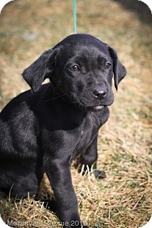 Labrador Retriever/Retriever (Unknown Type) Mix Puppy for Sale in Broomfield, Colorado - Clover Labrador Retriever/Retriever (Unknown Type) Mix Puppy for Sale in Broomfield, Colorado - Clover