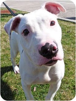American Pit Bull Terrier Mix Puppy for Sale in Detroit, Michigan - Dexter-Adopted! American Pit Bull Terrier Mix Puppy for Sale in Detroit, Michigan - Dexter-Adopted!