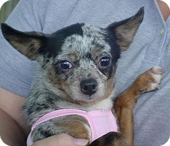 Chihuahua Dog for Sale in Brookville, Indiana - Cherra Chihuahua Dog for Sale in Brookville, Indiana - Cherra