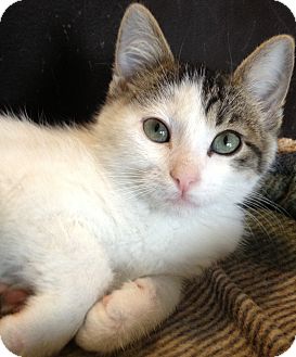 Domestic Shorthair Kitten for Sale in Kansas City, Missouri - Andy Domestic Shorthair Kitten for Sale in Kansas City, Missouri - Andy