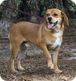 Beagle/Pug Mix Dog for Sale in Gainesville, Florida - Duke SIlver Beagle/Pug Mix Dog for Sale in Gainesville, Florida - Duke SIlver
