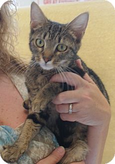 American Shorthair Cat for Sale in Hazard, Kentucky - LaTisha American Shorthair Cat for Sale in Hazard, Kentucky - LaTisha