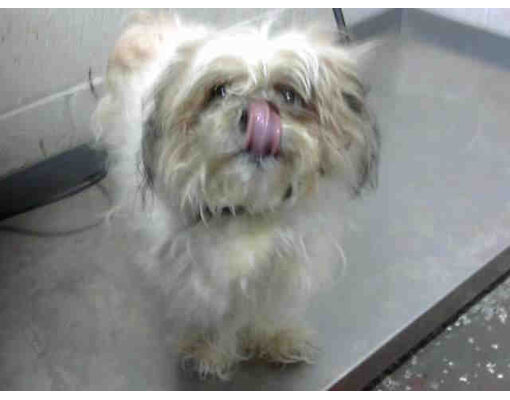 Atlanta Ga Shih Tzu Meet Jenny A Pet For Adoption Adoptapet