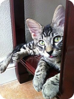 Domestic Shorthair Kitten for Sale in Houston, Texas - Joi Domestic Shorthair Kitten for Sale in Houston, Texas - Joi